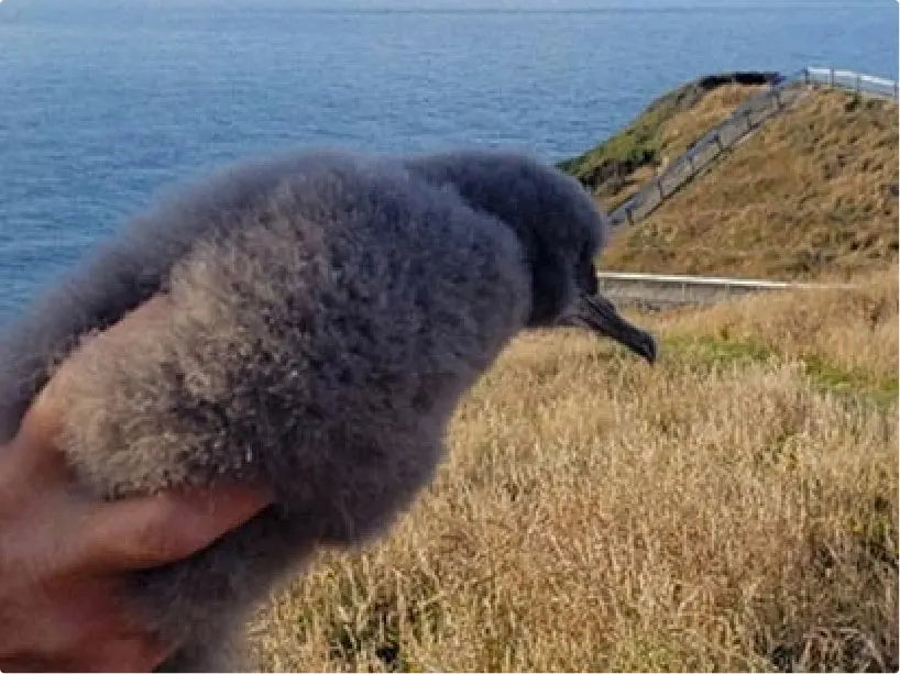 Sea bird in Golden Bay, New Zealand