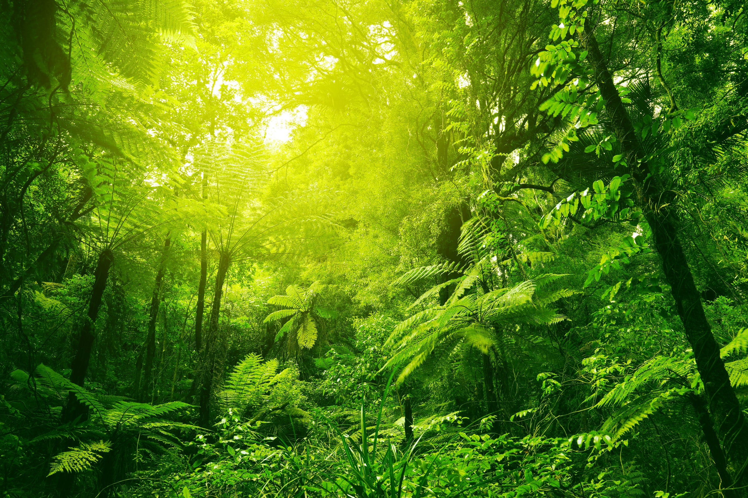 Natural green New Zealand forest landscape
