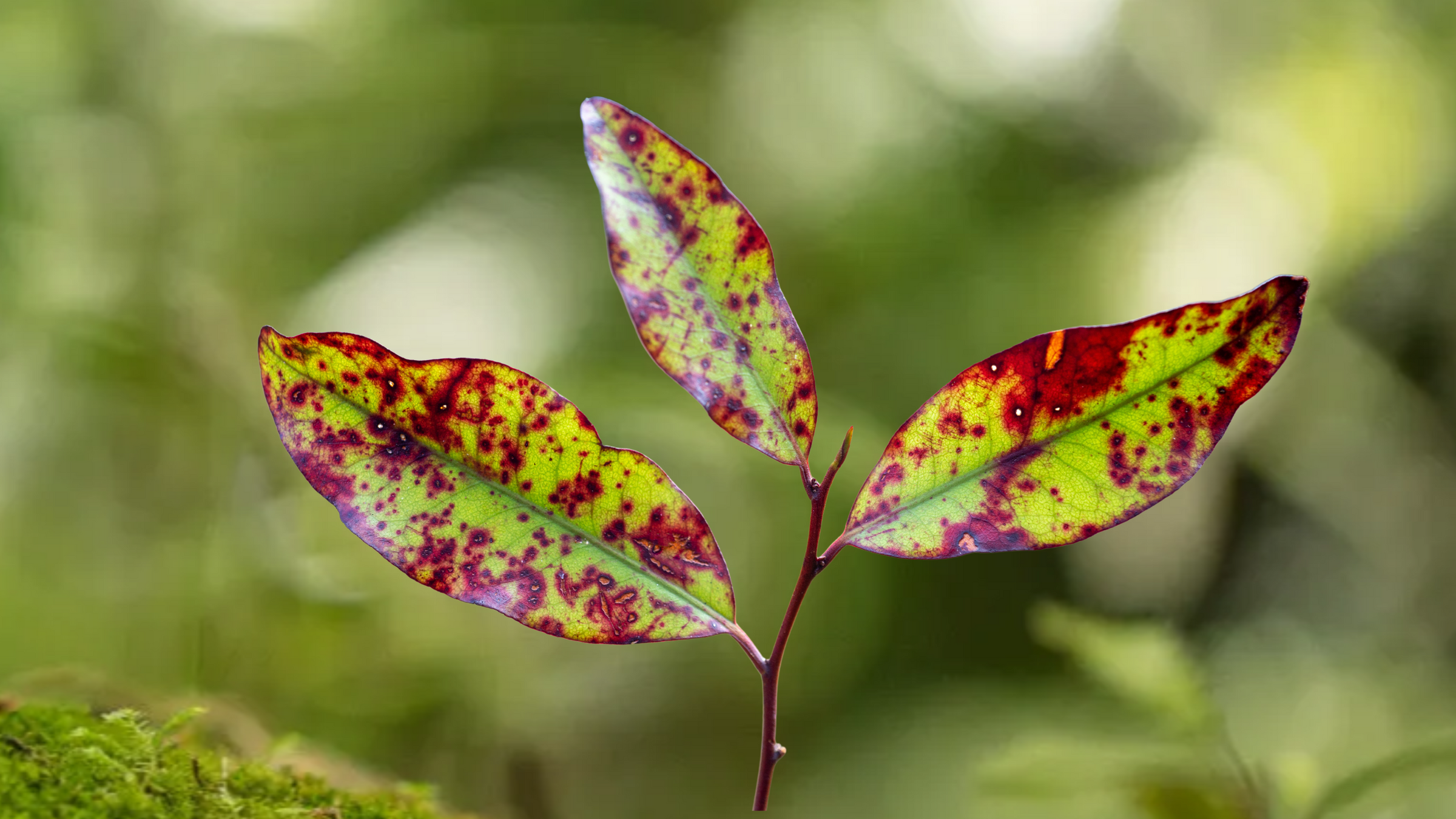 Horopito plant